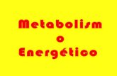 Metabolismo energetico