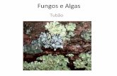 Fungos e algas
