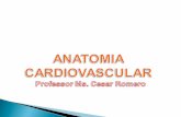 Resumo s. cardiovascular anatomia