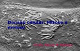 Aula 8   ciclo celular mitose e meiose