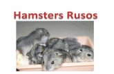 Hamsters Rusos