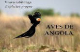 Aves de angola