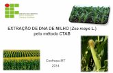 Extração de DNA de milho (zea mays) um simples parecer de como é pelo método CTAB