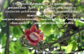 Flor Abricó de macaco castanha-de-macaco, cuia-de-macaco,macacarecuia, maracarecuia, amêndoa-dos-andes e amendoeira-dos-andes