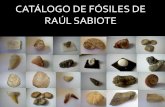 Catalogo de fósiles