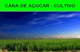 PROF. LUIZ HENRIQUE - Cana de açucar cultivo