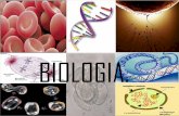 Biologia, núcleo e divisão celular.