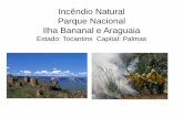 Incêndio Natural em Parque Ecológico - Araguaia - Palmas - TO