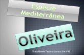 Oliveira ( V Vegetação)