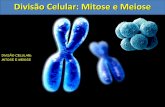 Aula1   mitose e meiose