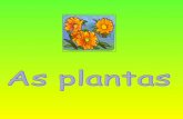 As partes de_uma_planta[1]ppt maria maia