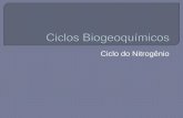 Ciclos biogeoquímicos   nitrogênio