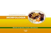 Brasil 2009 glossario ilustrado de morfologia