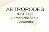 Filo artrópodes 03   insetos - características e anatomia