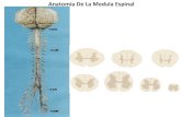 Anatomía de la medula espinal