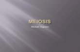Meiosis flipnote