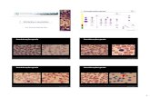 Aula 02   hematologia - slides 2