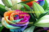 Morfologia externa das plantas terceira aula de plantas