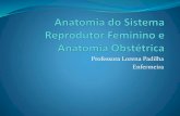 Anatomia do sistema reprodutor feminino e anatomia obstétrica