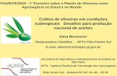 "Cultivo de oliveiras em condições subtropicais Desafios para produção nacional de azeites"
