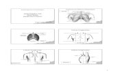Anatomia respiratoria