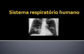 Sistema respiratório humano e dos peixes