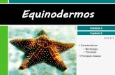 III.5 Equinodermos
