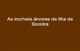ARVORES INCRIVEIS DA ILHA DE SOCOTRA