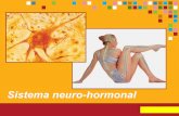 Sistema neuro   hormonal (aulas)