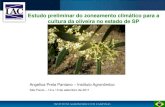 Estudo preliminar de zoneamento climático para cultura da oliveira no estado de São Paulo