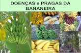 PROF. LUIZ HENRIQUE - Bananeira doenças e pragas