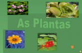 As plantas