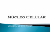 Slides Núcleo celular - Caroline Cerqueira Maciel