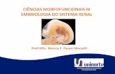 18.09.13 embriologia sistema renal