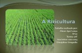 A rizicultura