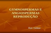 Gymnospermas e angiospermas