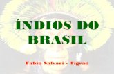 Indios do brasil