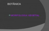 Biologia - Morfologia Vegetal