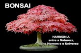 Bonsai( MúSica)