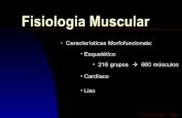 Fisiologia muscular