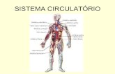 Sistema circulatório hm