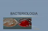 Aula slides   bacteriologia