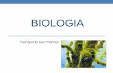 Biologia 10º   transporte nas plantas