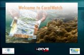 Coralwatch ADNG DIVING