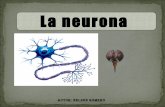 La Neurona