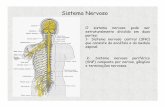 Desenvolvimento do sistema nervoso (1)