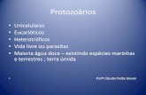 Protozoários slides