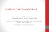 Sistema cardiovascular O conjunto dos sistemas vasculares