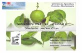 Huanglongbing (HLB – ex – Greening) e Diaphorina citri em Citros