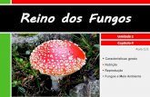 II.4 Reino Fungi